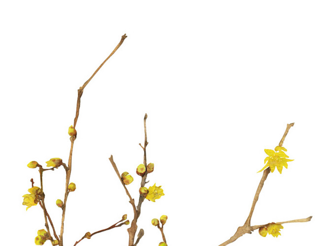 桂花