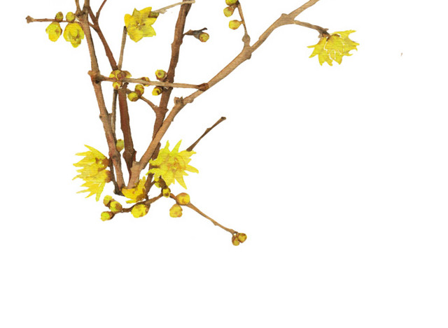 桂花