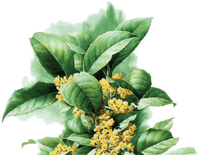 桂花树