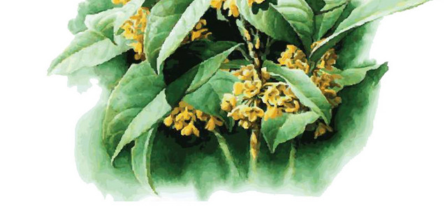 桂花树