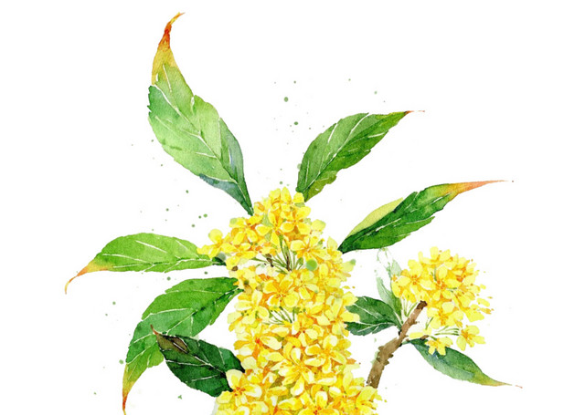 桂花