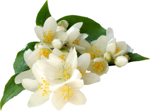 桂花花瓣