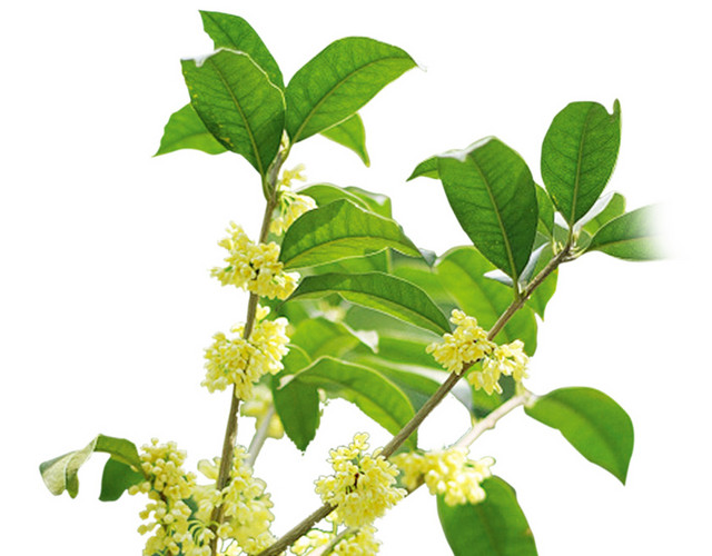 桂花