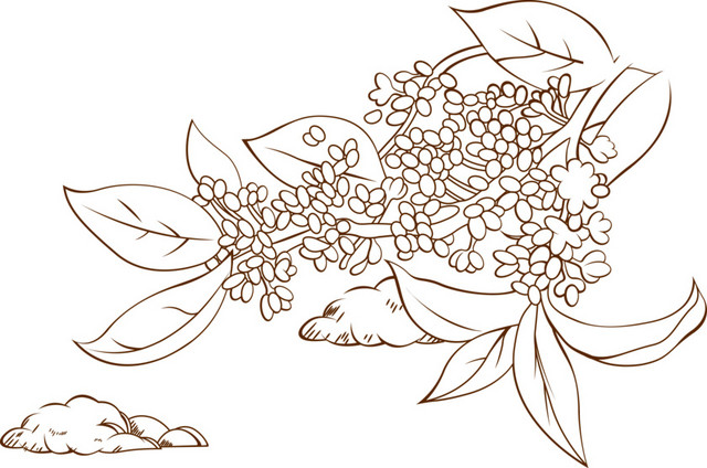 桂花树