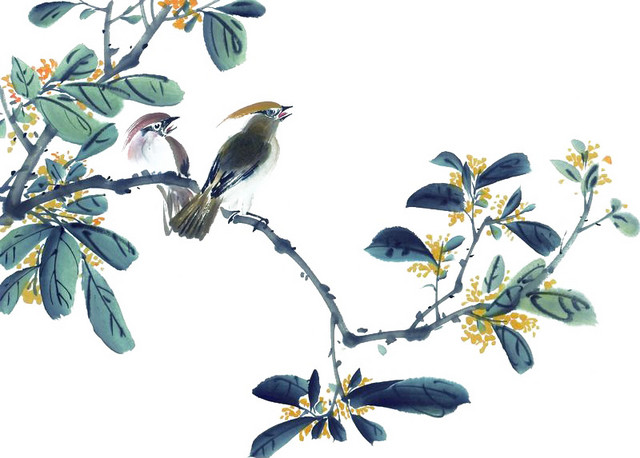 桂花树花鸟