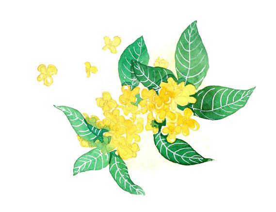 桂花
