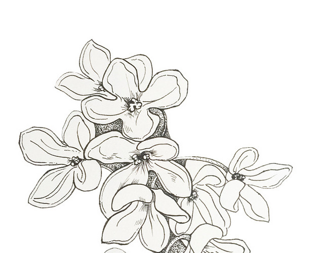 桂花树