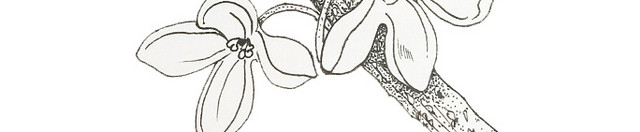 桂花树