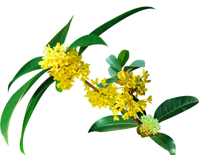 桂花树