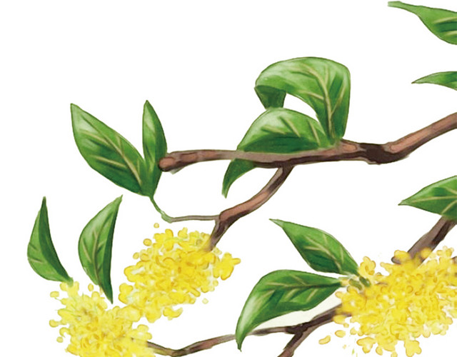 桂花树