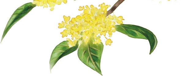 桂花树
