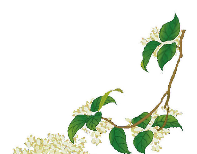 桂花