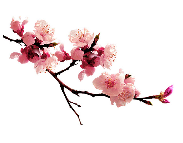 盛开的桃花