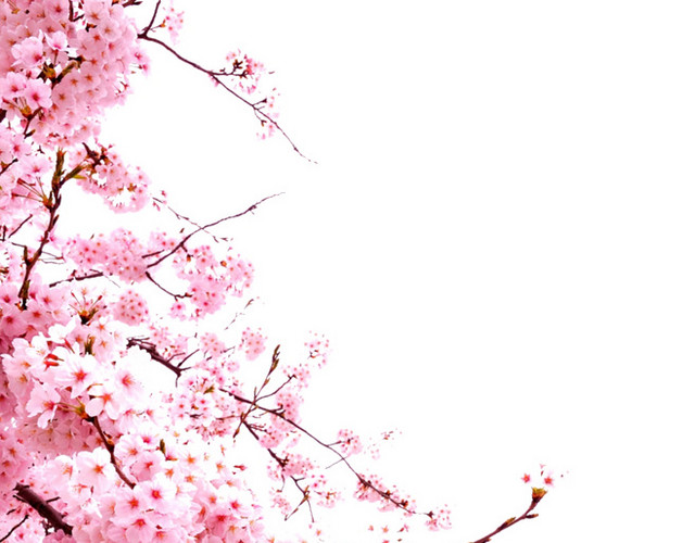 盛开的桃花