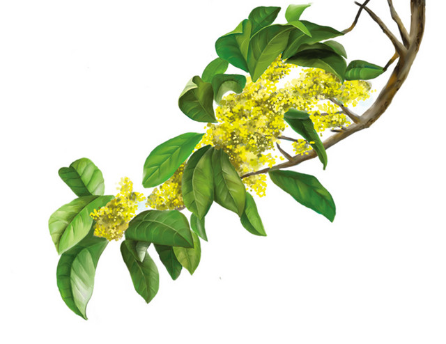 桂花树