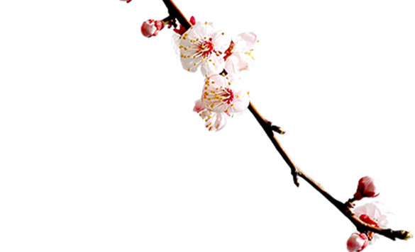 盛开的桃花