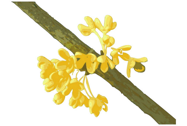 桂花树