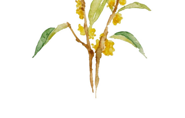 桂花