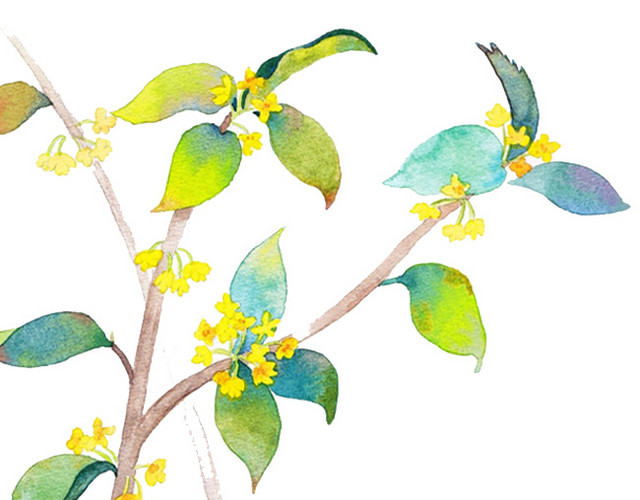 桂花