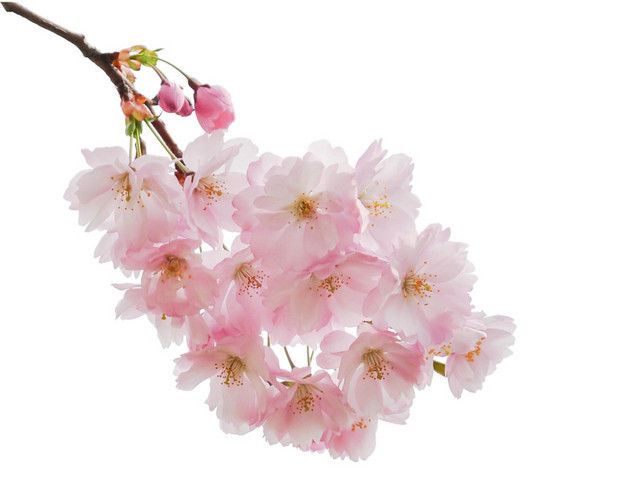 盛开的桃花
