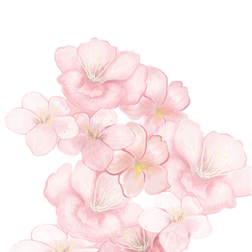 手绘桃花
