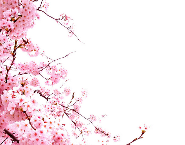盛开的桃花