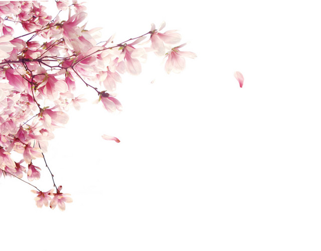 盛开的桃花