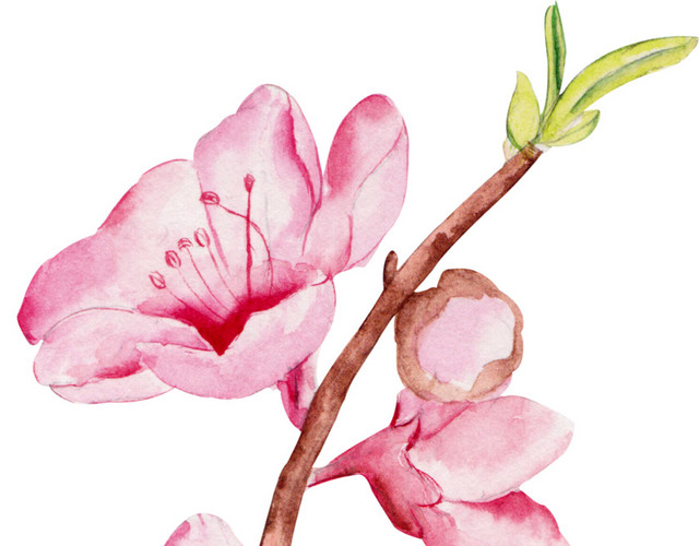 桃花