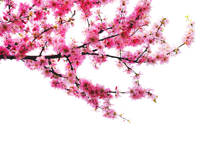桃花