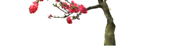 盛开的桃花