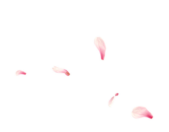 桃花花瓣