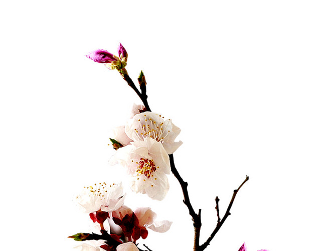 花瓶中的桃花