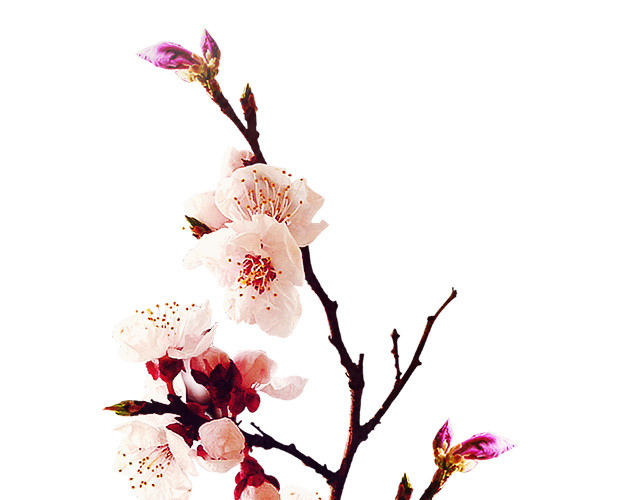 花瓶中的桃花