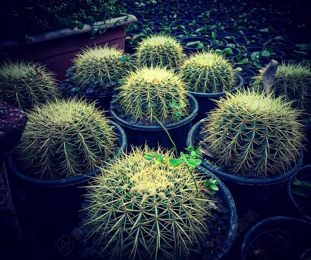 自然植物花艺苗圃仙人球背景图片