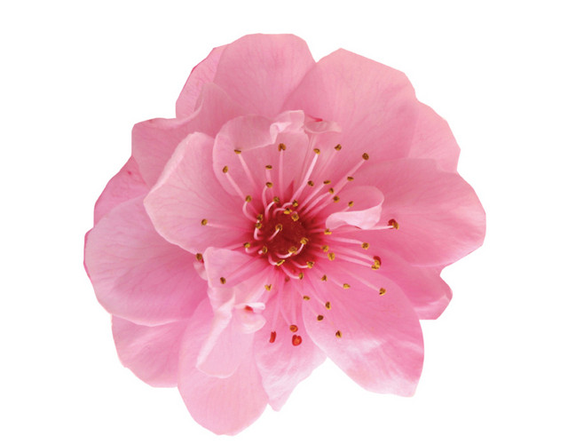 手绘桃花