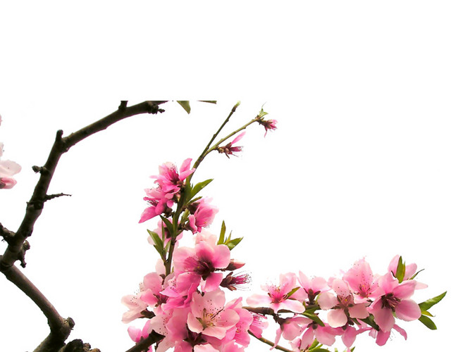 盛开的桃花