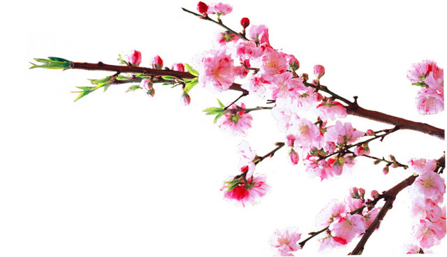 盛开的桃花