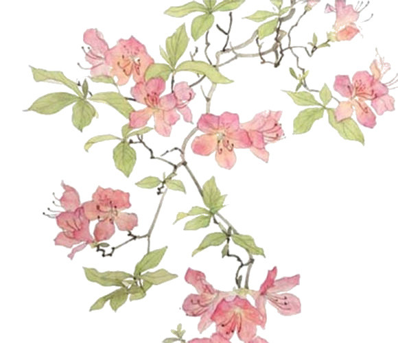 手绘盛开的桃花