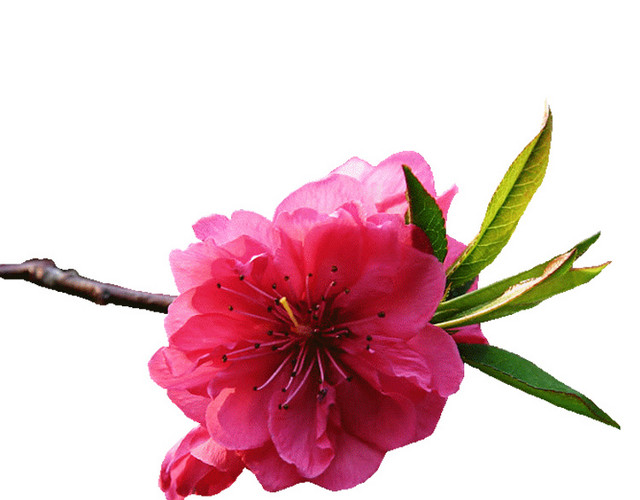 桃花