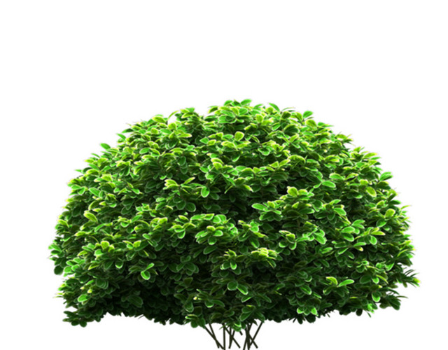 实拍茂盛大树绿叶繁茂素材