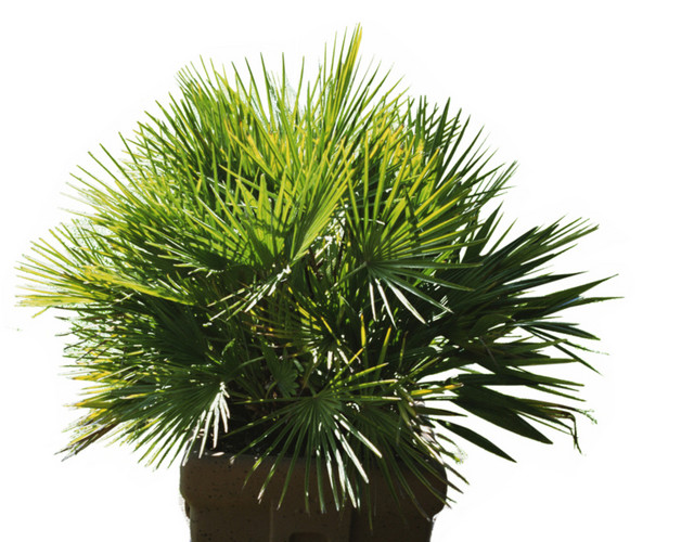 实拍绿植长青植物盆栽素材