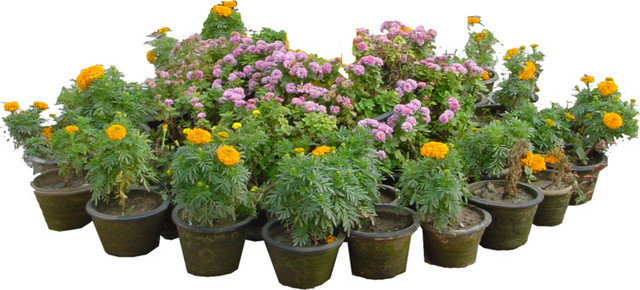 实拍开花多朋绿植花圃植物素材
