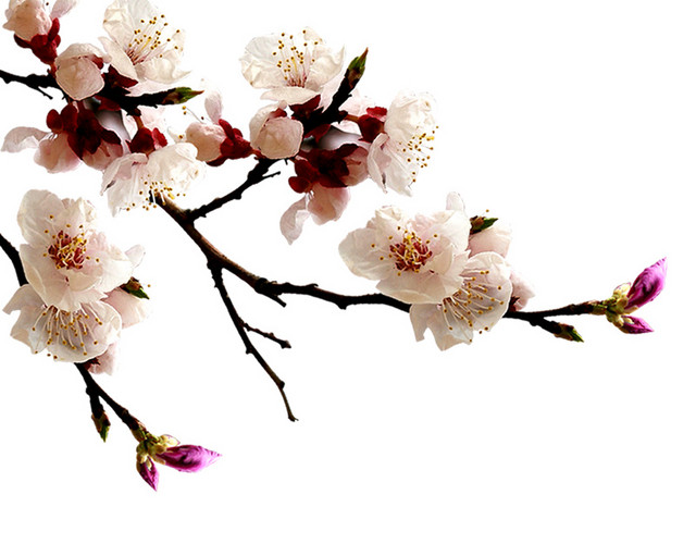 典雅实拍梅花背景素材