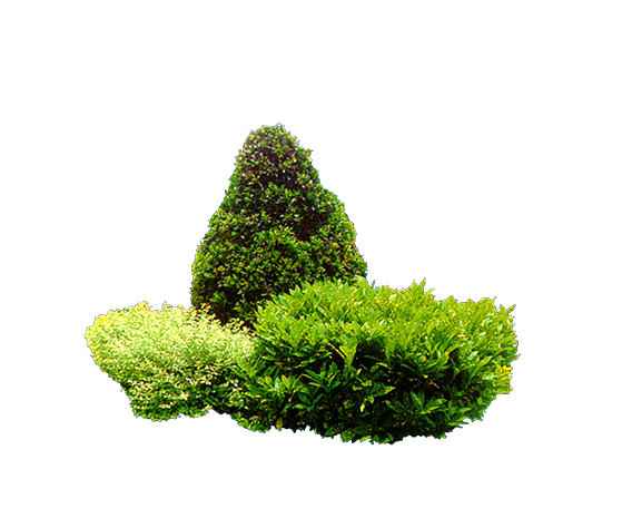 实拍常青绿植草丛树丛素材