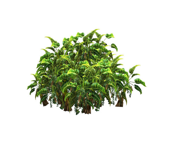 实拍繁茂绿叶绿植素材