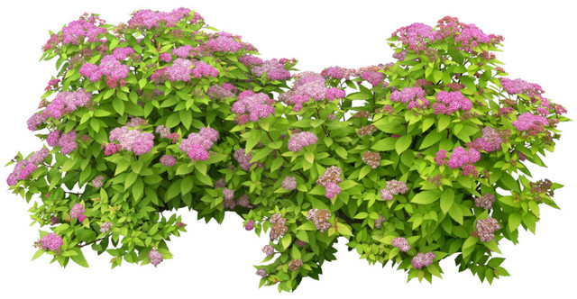 实拍开花成丛绿植素材