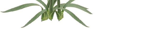 鲜花康奶新教师节 母亲节