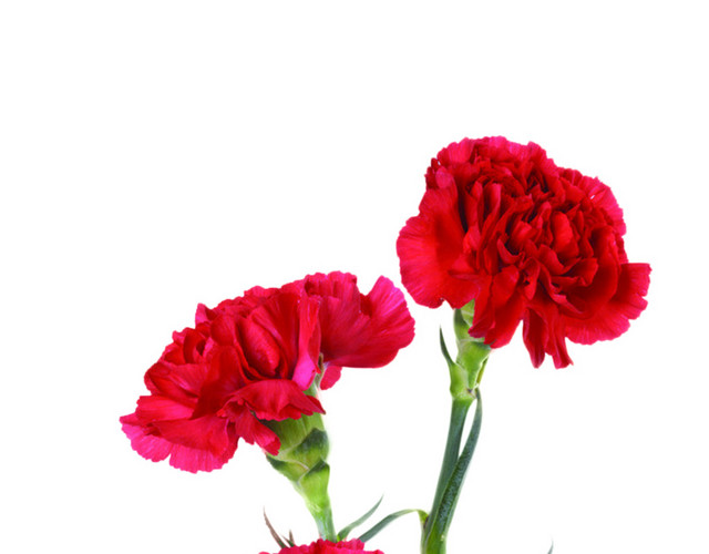 玫瑰花