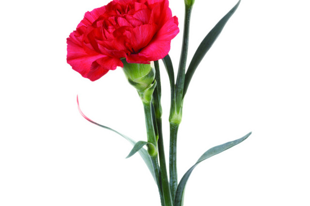 玫瑰花