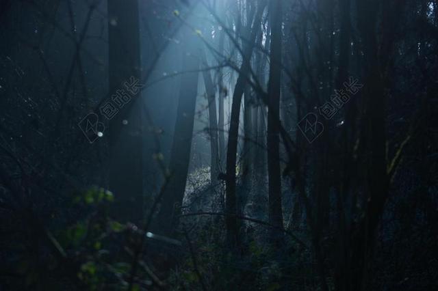 背光 - 黑暗的 - 黎明 - 环境 - 傍晚 - 光 - 风景 - 森林 - 自然